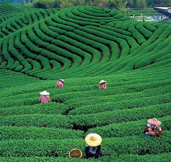 Piantagione di tè 11