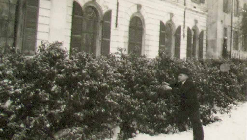 Pavia orto botanico tè