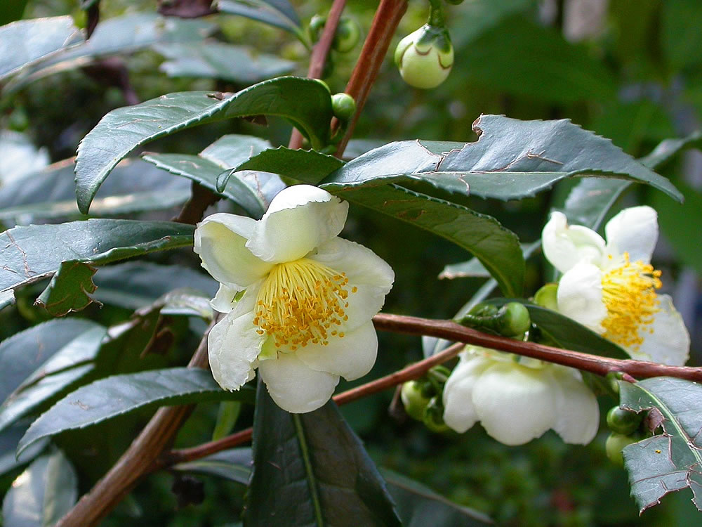Fiore di Camellia sinensis fiore
