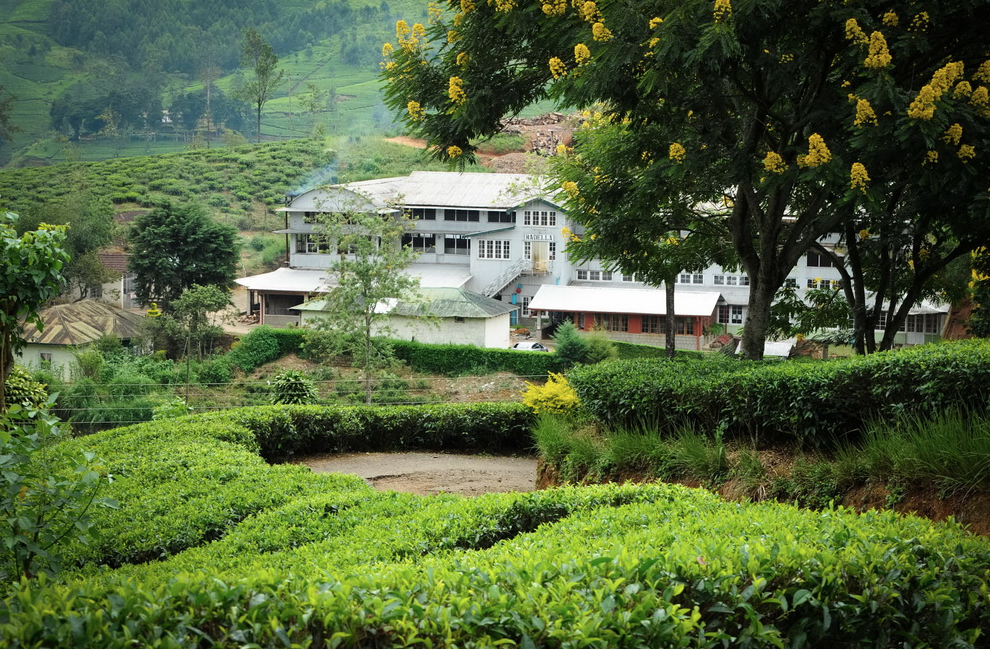 Radella Tea Estate