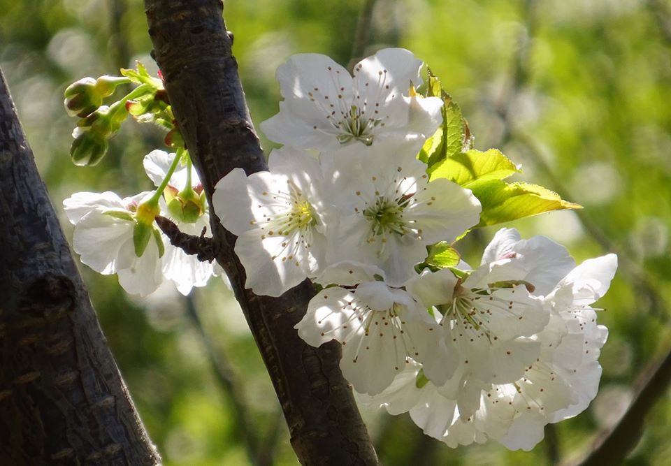 Vincenzo Nicocia - fiore