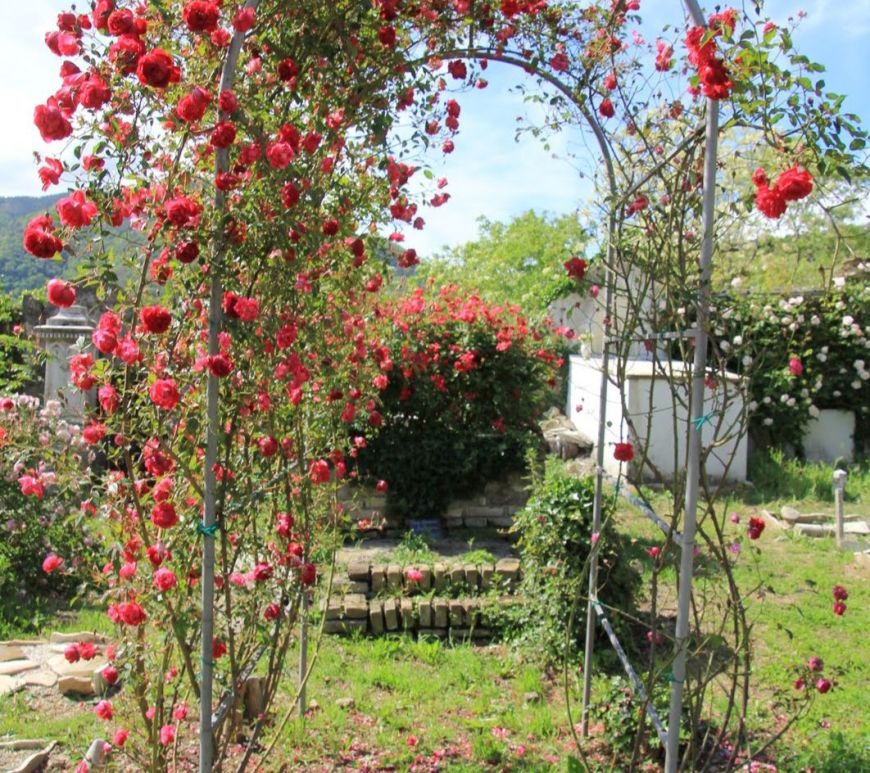 Roseto di Murta foto di Massimo