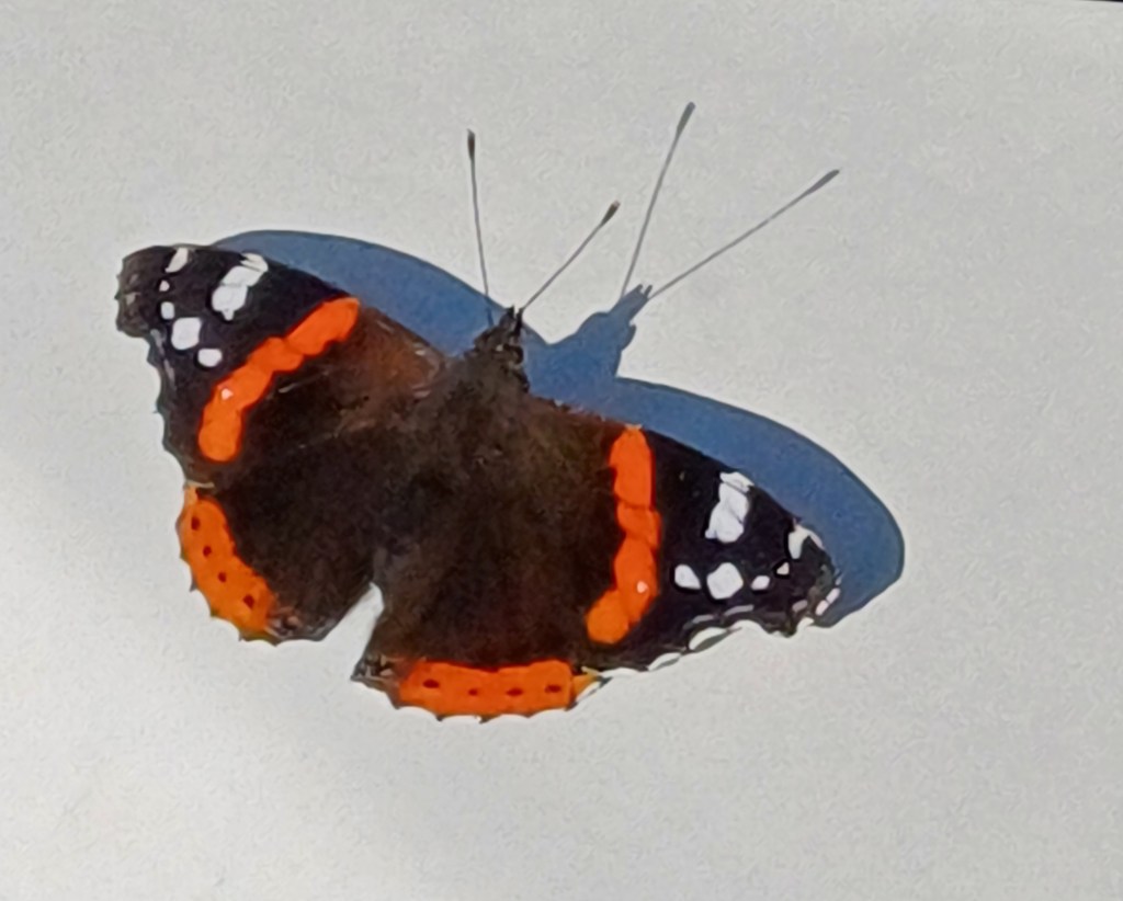 Farfalla Vanessa Atalanta